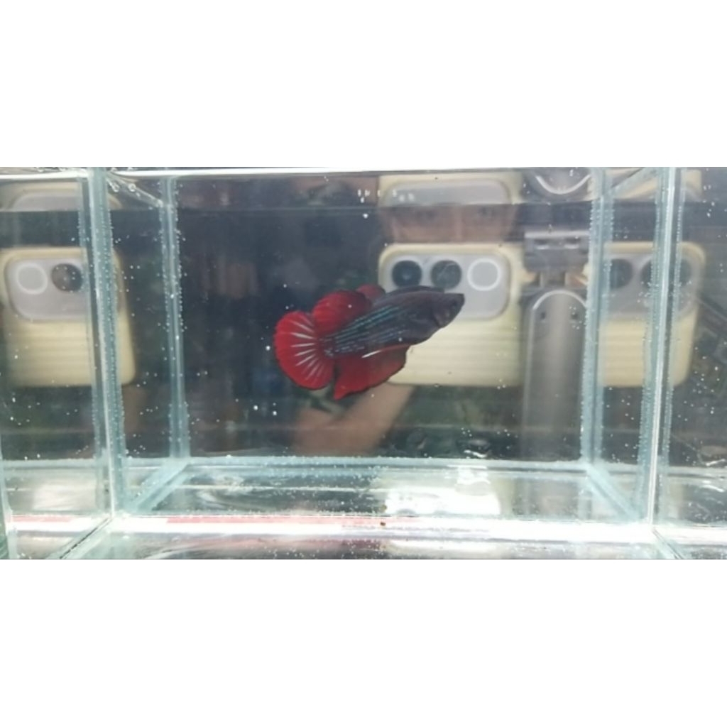 Cupang Bagan/Bangkok/Aduan