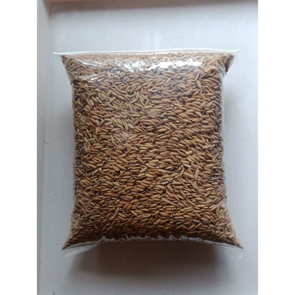 Padi Beras Merah Gabah Beras Merah