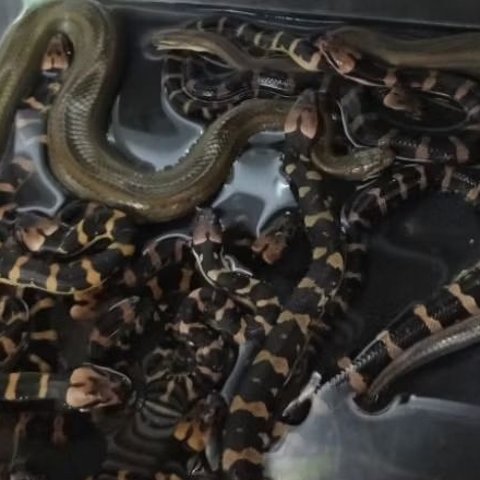 ular air hemolopsis buccata (kadut belang) kurir ojek online maksimal 40 km