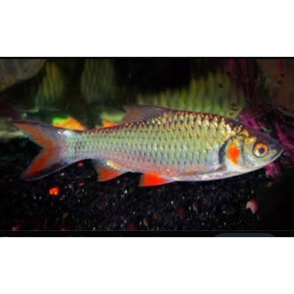 hiasan aquarium ikan wader derbang pipi merah  Sz 7-10Cm