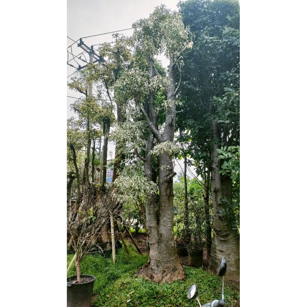 pohon Baobab varigata