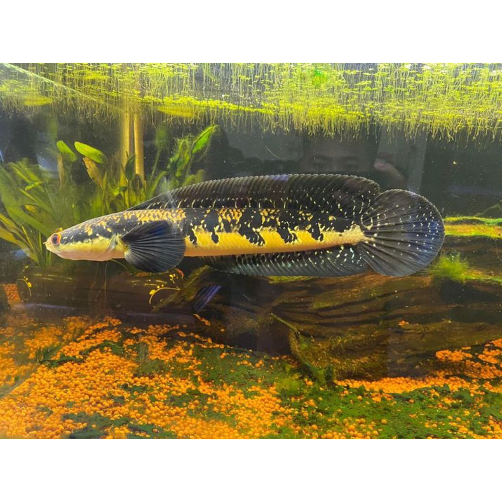 Channa Maru Dorsal Batik Bahan Kontes