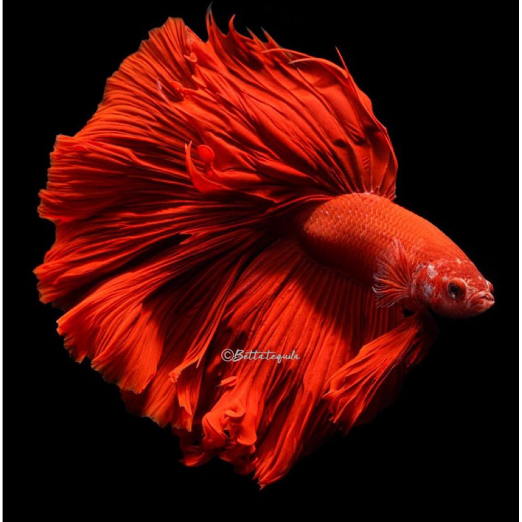 cupang halfmoon super red size L, ekor lebar warna merah full, pilihan terbaik