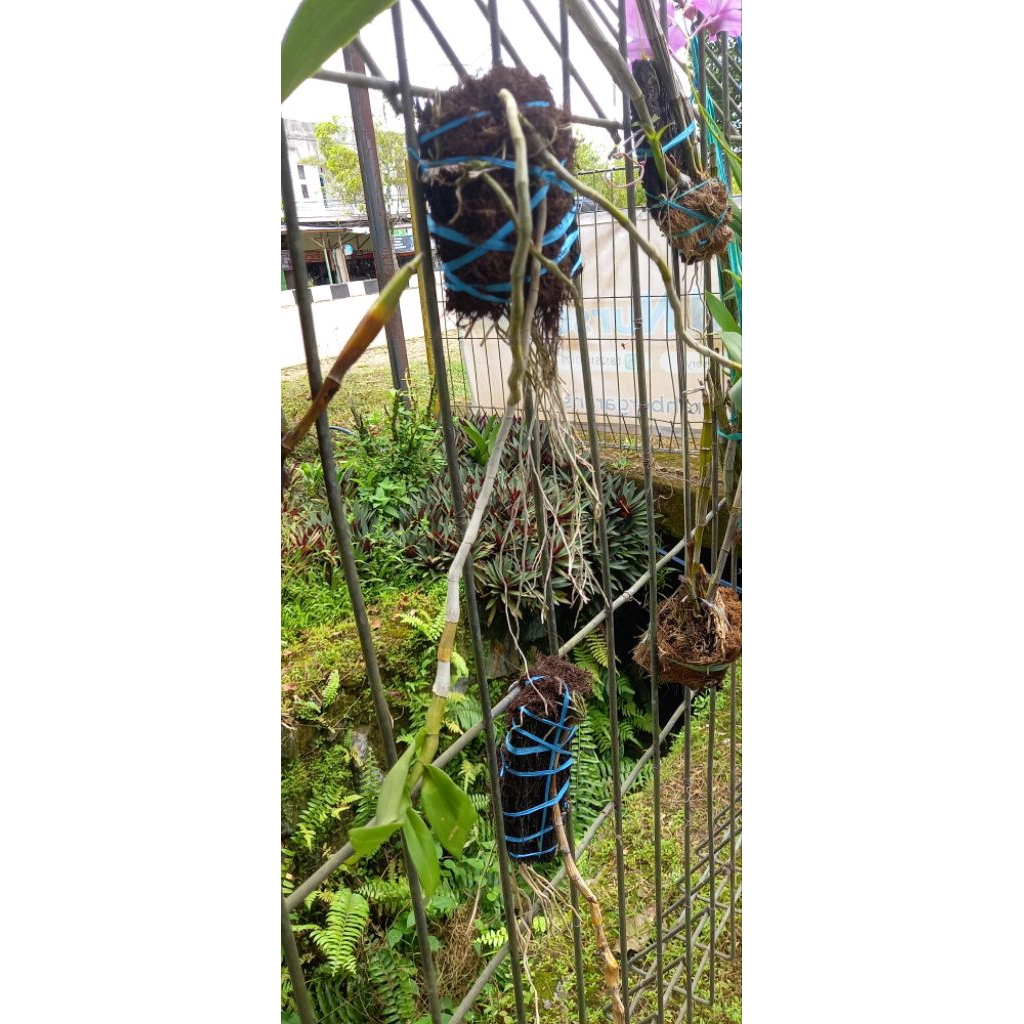 Anggrek Anosmum var Alba