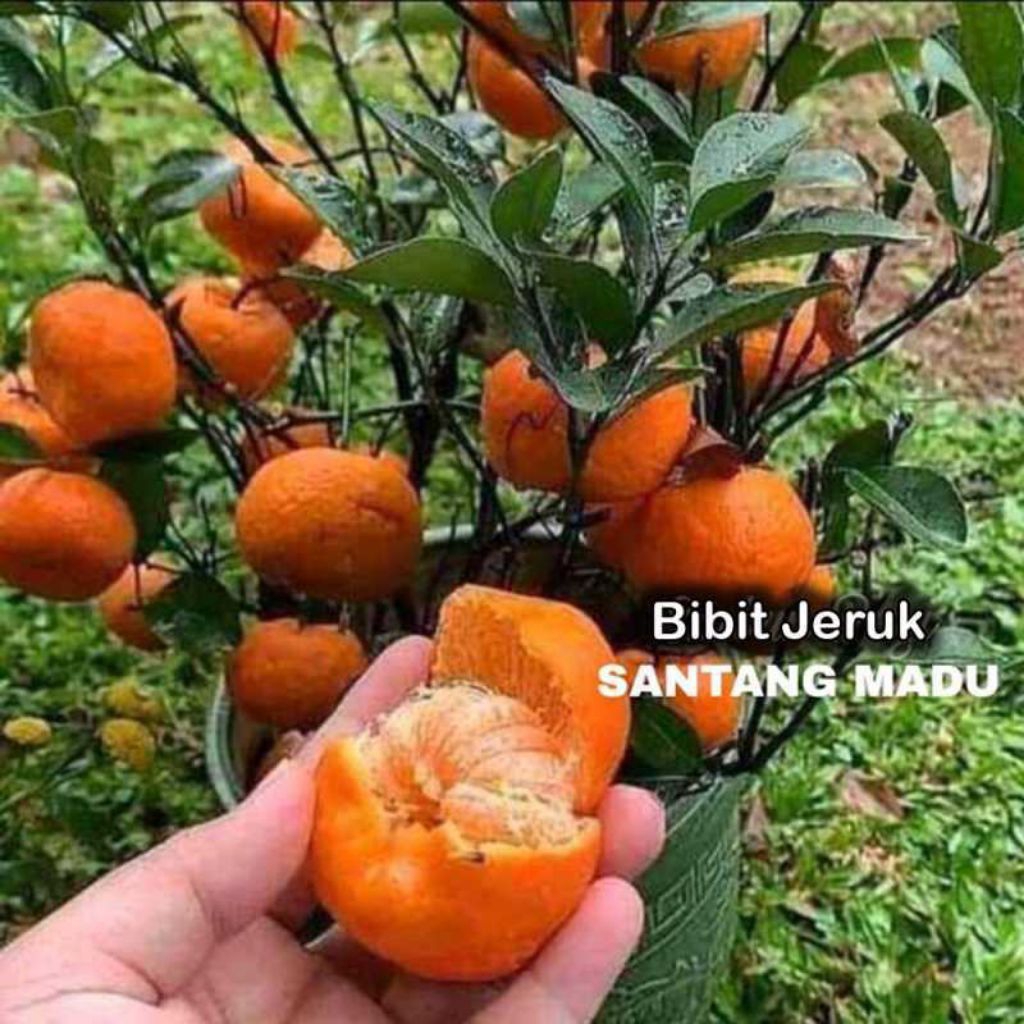 bibit jeruk santang madu (okulasi) valid