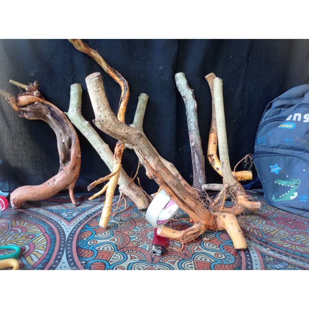 Bahan bonsai sisir kaliage