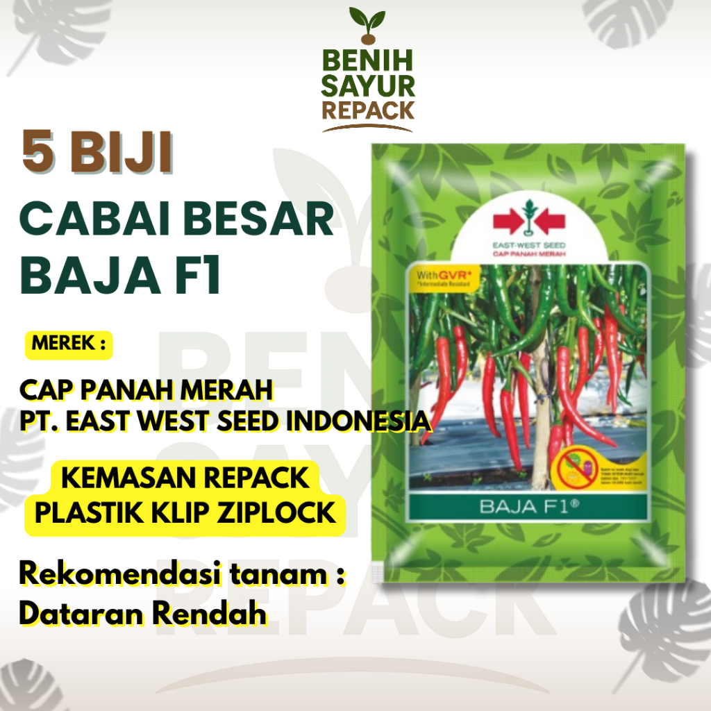 5 Biji Cabai Merah Besar Baja F1 Tahan Virus Cepat Panen - CAP PANAH MERAH CABAI BESAR BAJA F1 [BENI