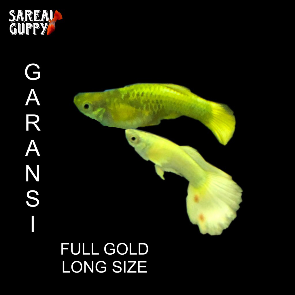 Box Sterofoam - Guppy Full Gold Jantan & Betina