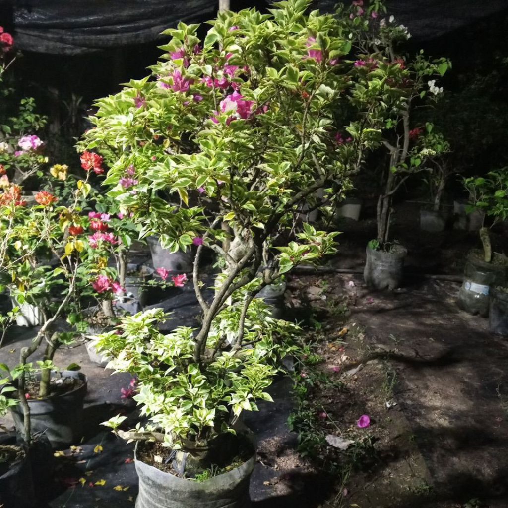 BUNGA KERTAS BUGENVIL BOUGENVILLE MERAH FANTA