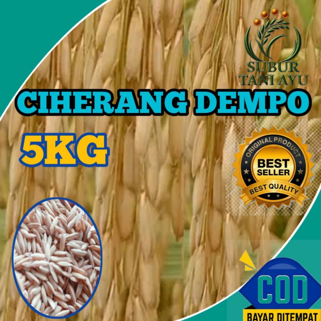 BENIH PADI CIHERANG DEMPO BERKUALITAS UNGGUL KEMASAN 5KG