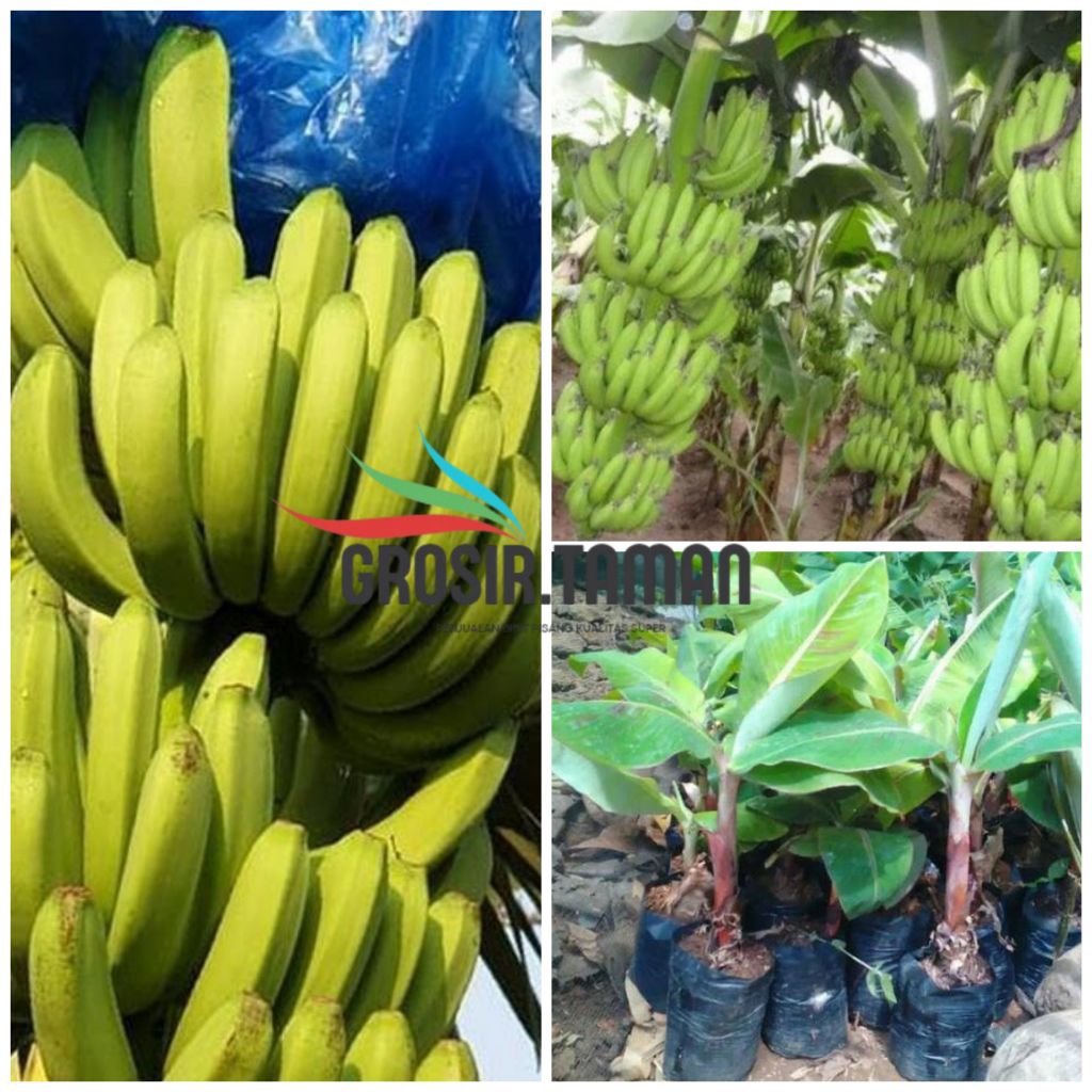 TERLARIS Bibit Pisang Fhia-17 Super - Bibit Fhia 17 Bonggol Besar