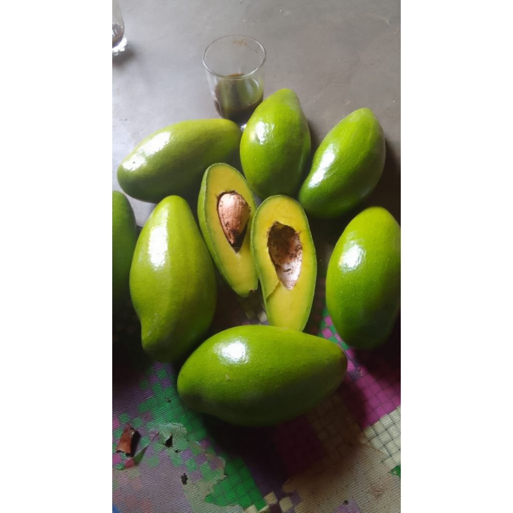 Alpukat mentega Lampung timur