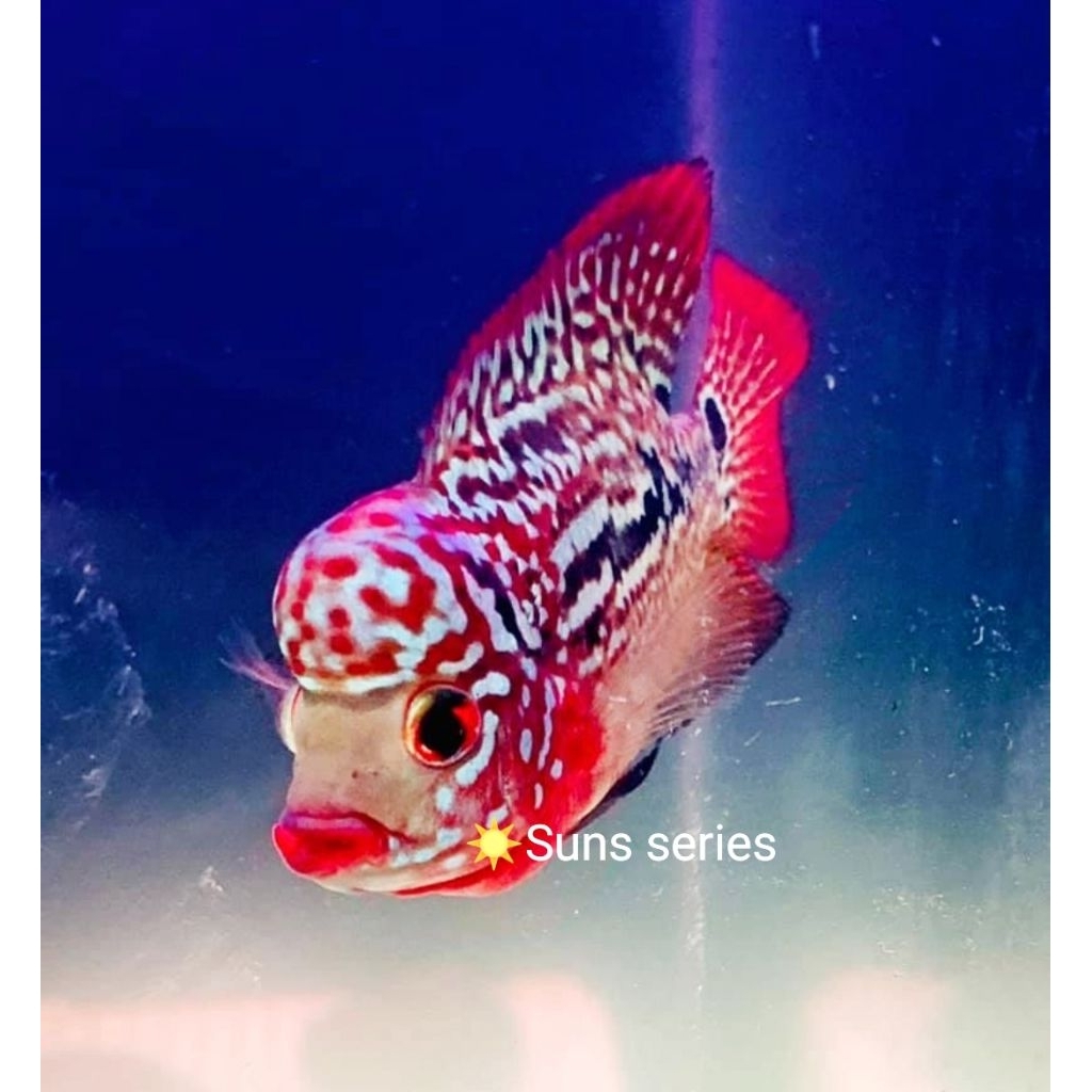 BURAYAK RED KING KAMFA F2 MENOR ORIGINAL
