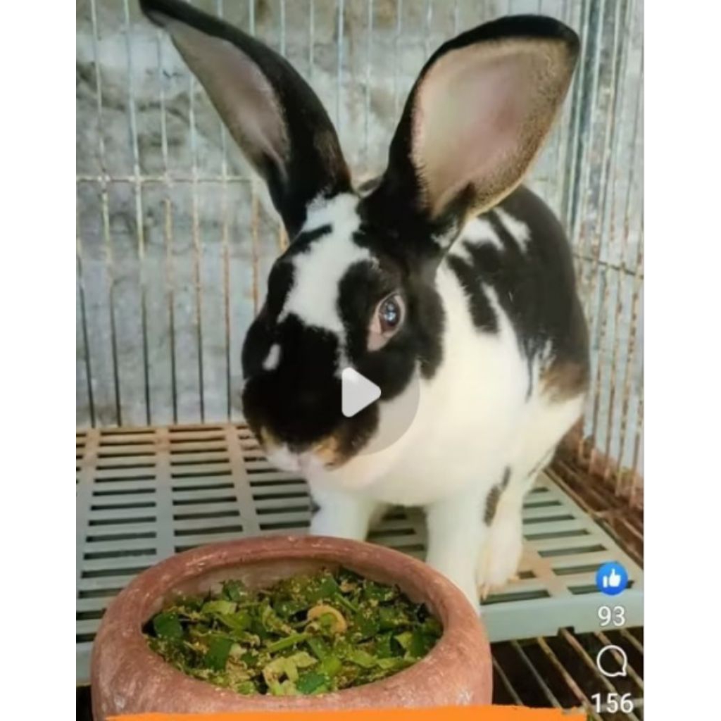 Indukan Kelinci REX Jantan Asli Rex bulu karpet tebal halus banget sehat bersih dan penurutUsia 4-5 