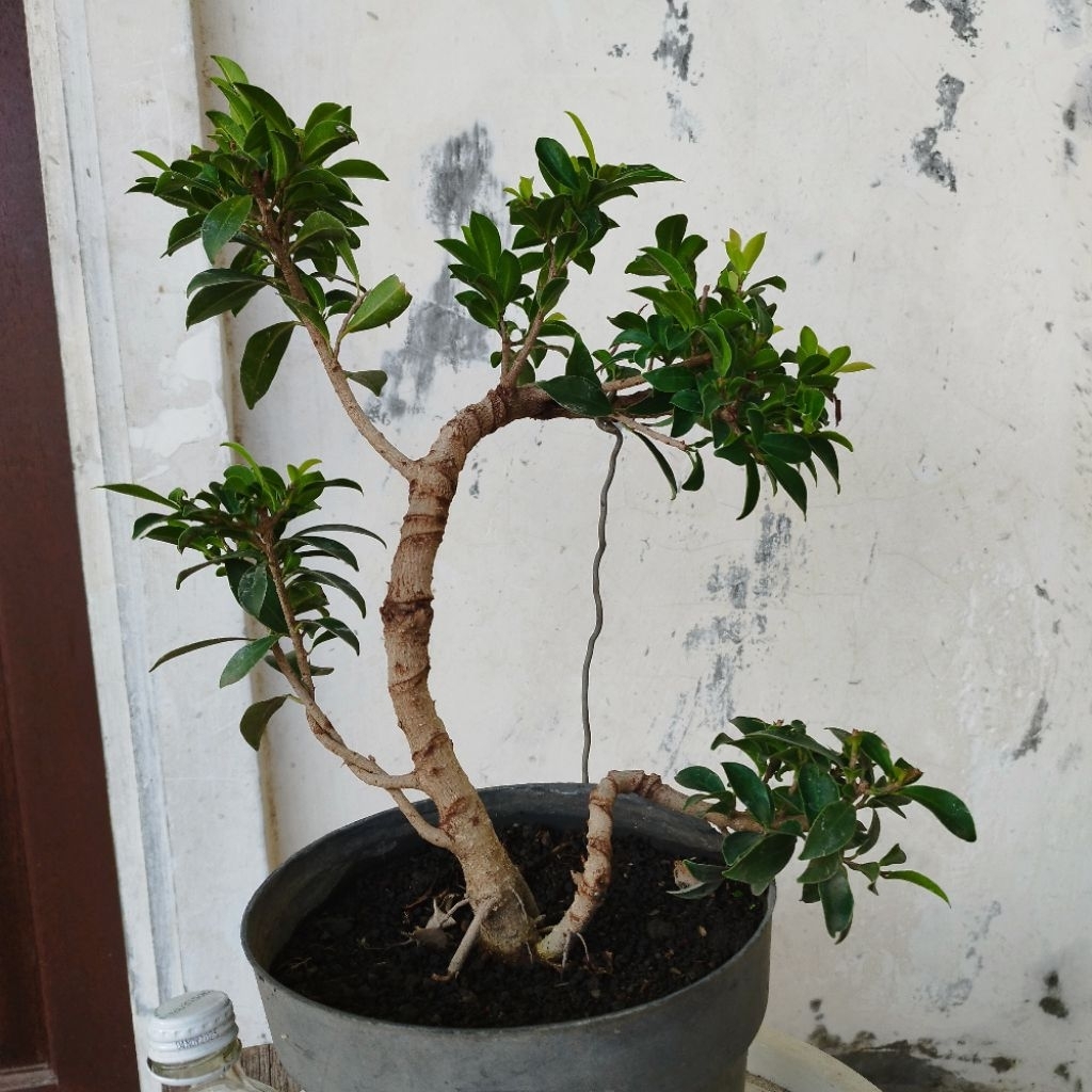 Bonsai Beringin Elegant