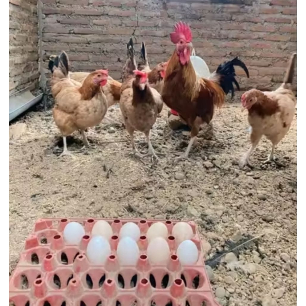 TELUR AYAM ELBA fertil untuk ditetaskan