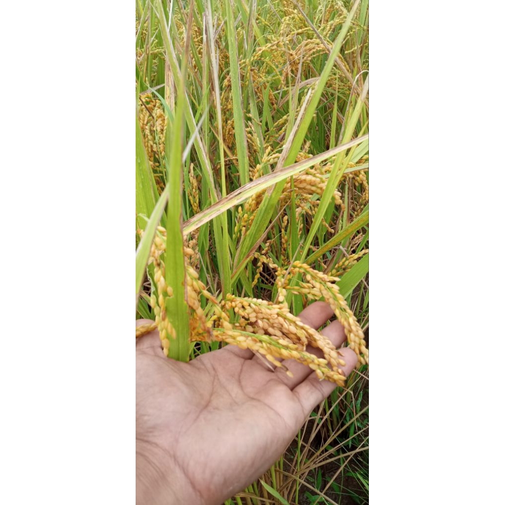 Bibit benih padi japonika, jepang, japon