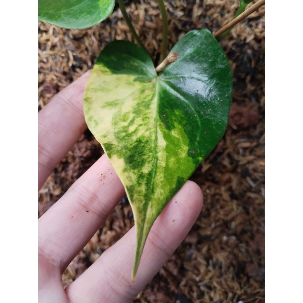 anthurium clarinervium tricolor dark form