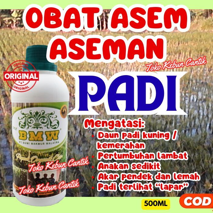 Pupuk Padi Rawa Tanah Masam | POC BMW Bantu Serapan Pupuk Maksimal