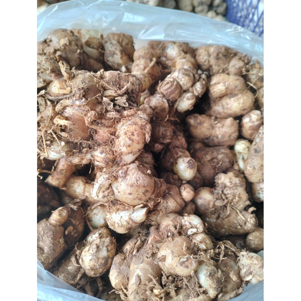 kencur/ bumbu kencur murah pengiriman instan