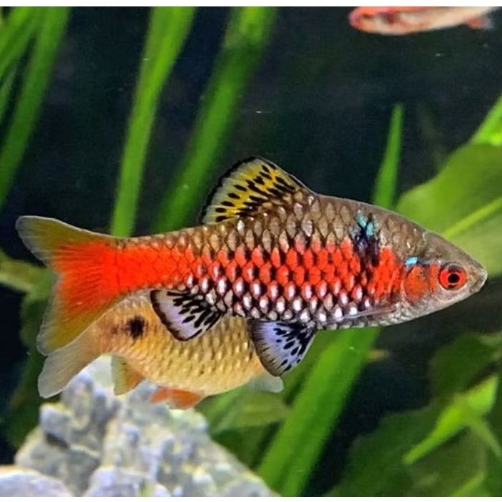 ikan odessa barb good colour big size