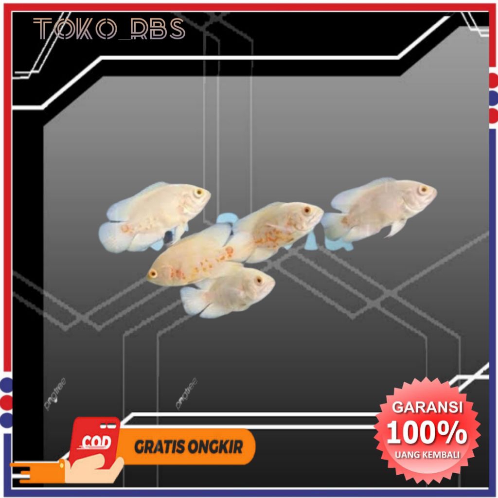 oscar albino hisan akuarium oscar tiger batik albino