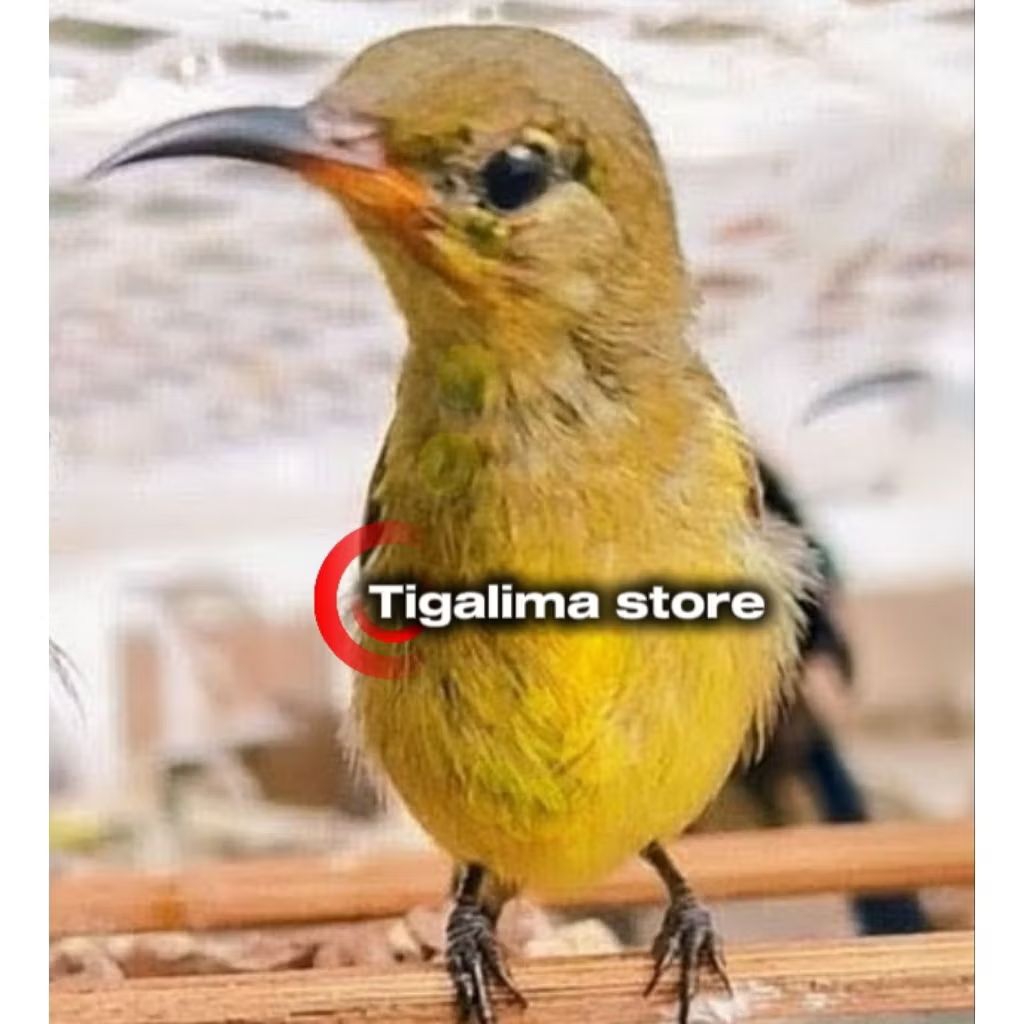 KONIN IJOAN PARUH ORENS PILIHAN