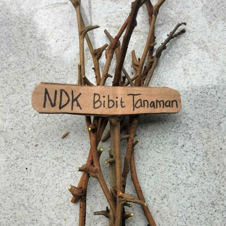 entres longkong / duku thailan batang atas bahan okulasi