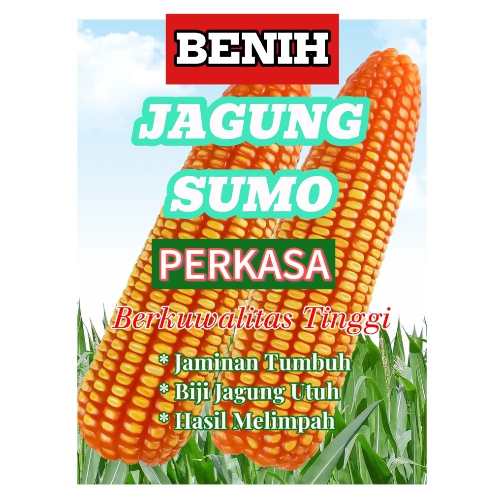 bibit jagung sumo perkasa berkualitas siap tanam
