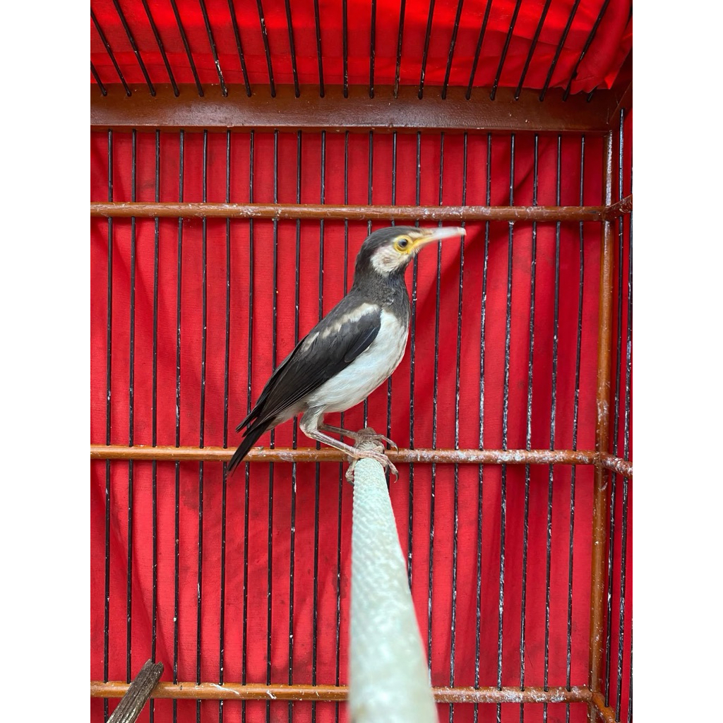 jalak suren dewasa jantan betina