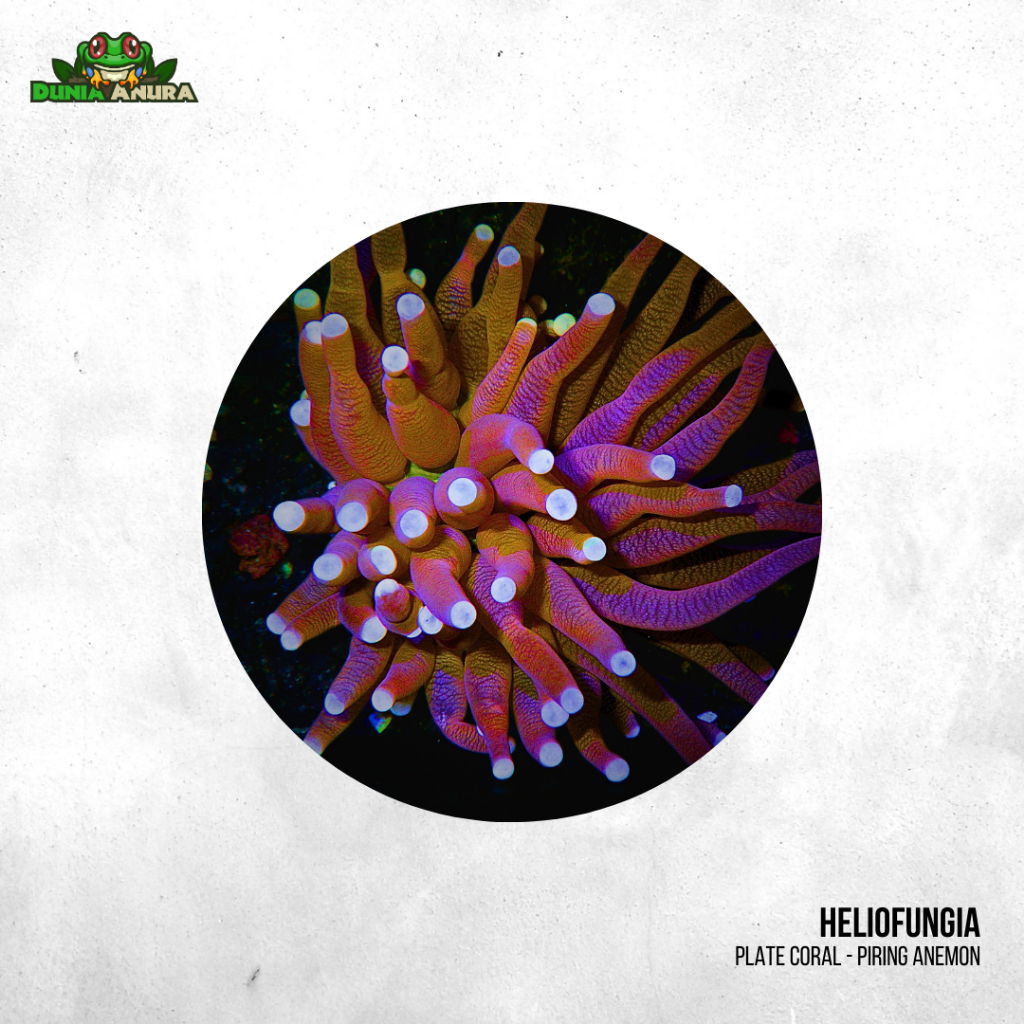 Koral piring anemon - Plate coral Heliofungia