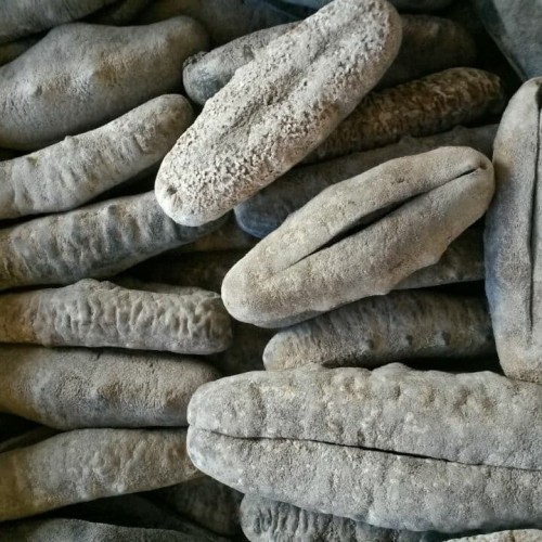 PER PCS TERIPANG SUSU - HOISOM TRIPANG SUSU ( TIDAK KUPAS ) UKURAN 200 - 300 GR