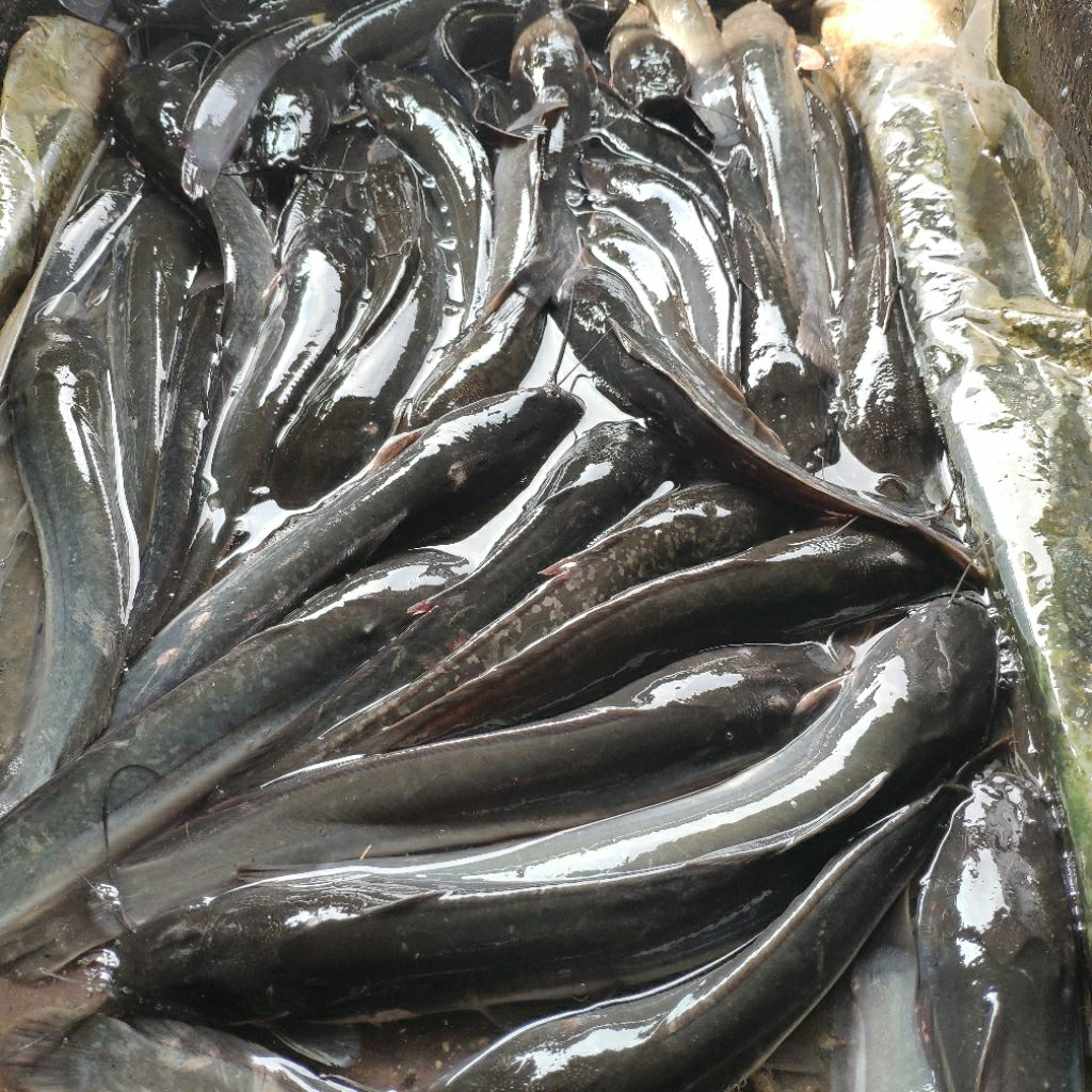 Ikan Lele Konsumsi 1Kg | Sayur Segar Medan