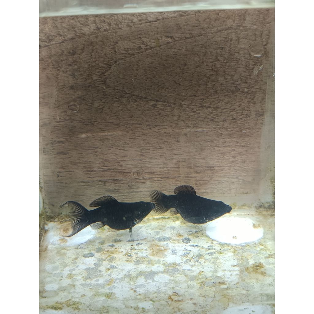 molly black balon cawang