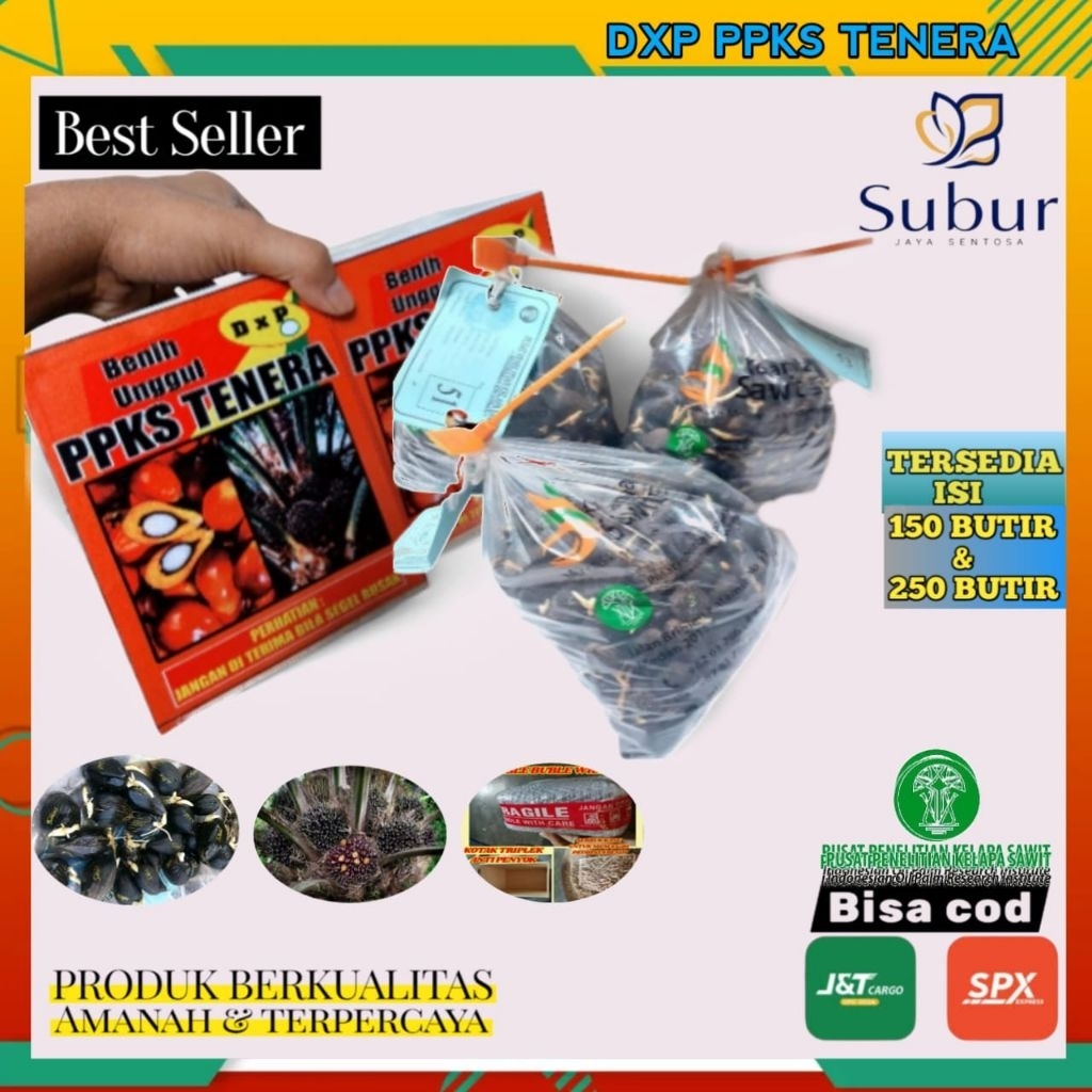kecambah sawit dxp ppks tenera unggul berkualitas