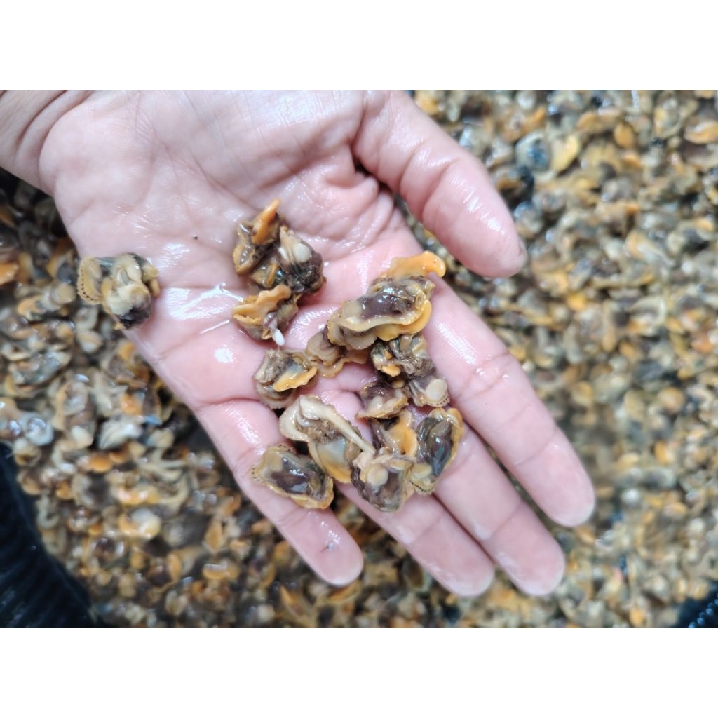 KERANG DARA KUPAS KERANG SEGAR