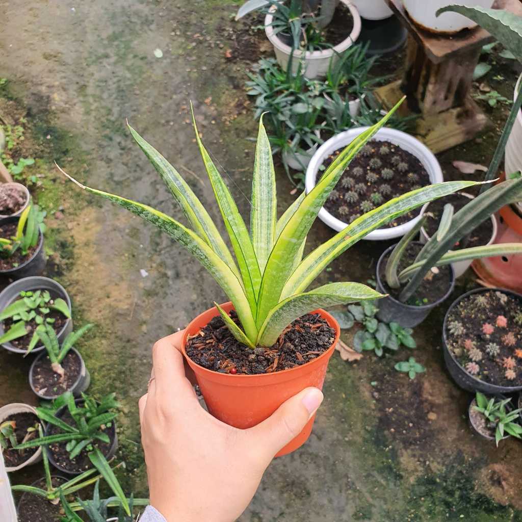 Sansevieria Cordova Variegata