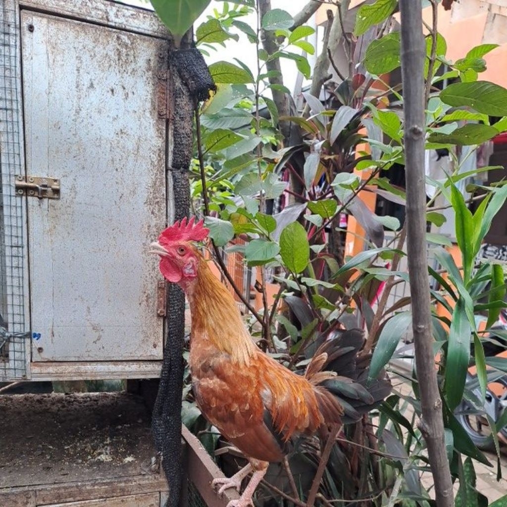Ayam Hidup/Ayam Peliharaan/Ayam silangan kampung dan kate