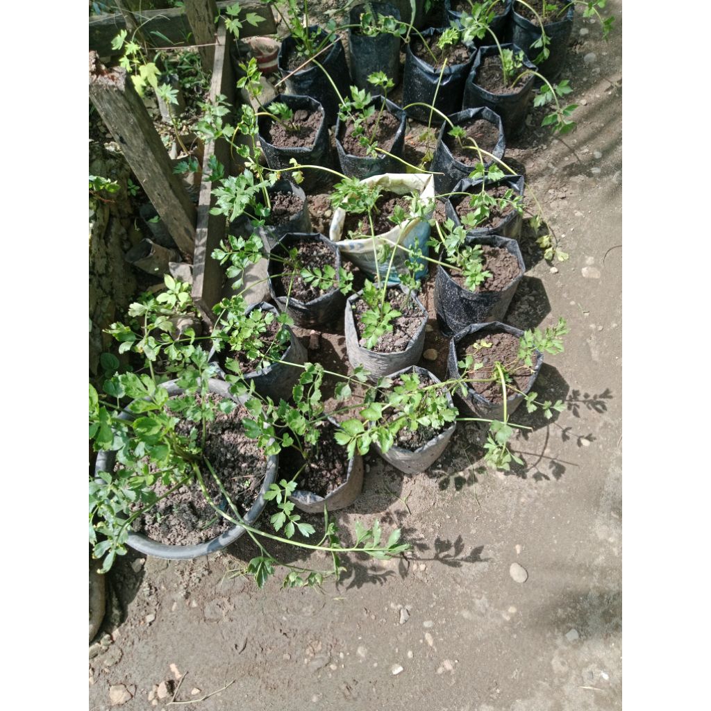 Bibit Daun seledri