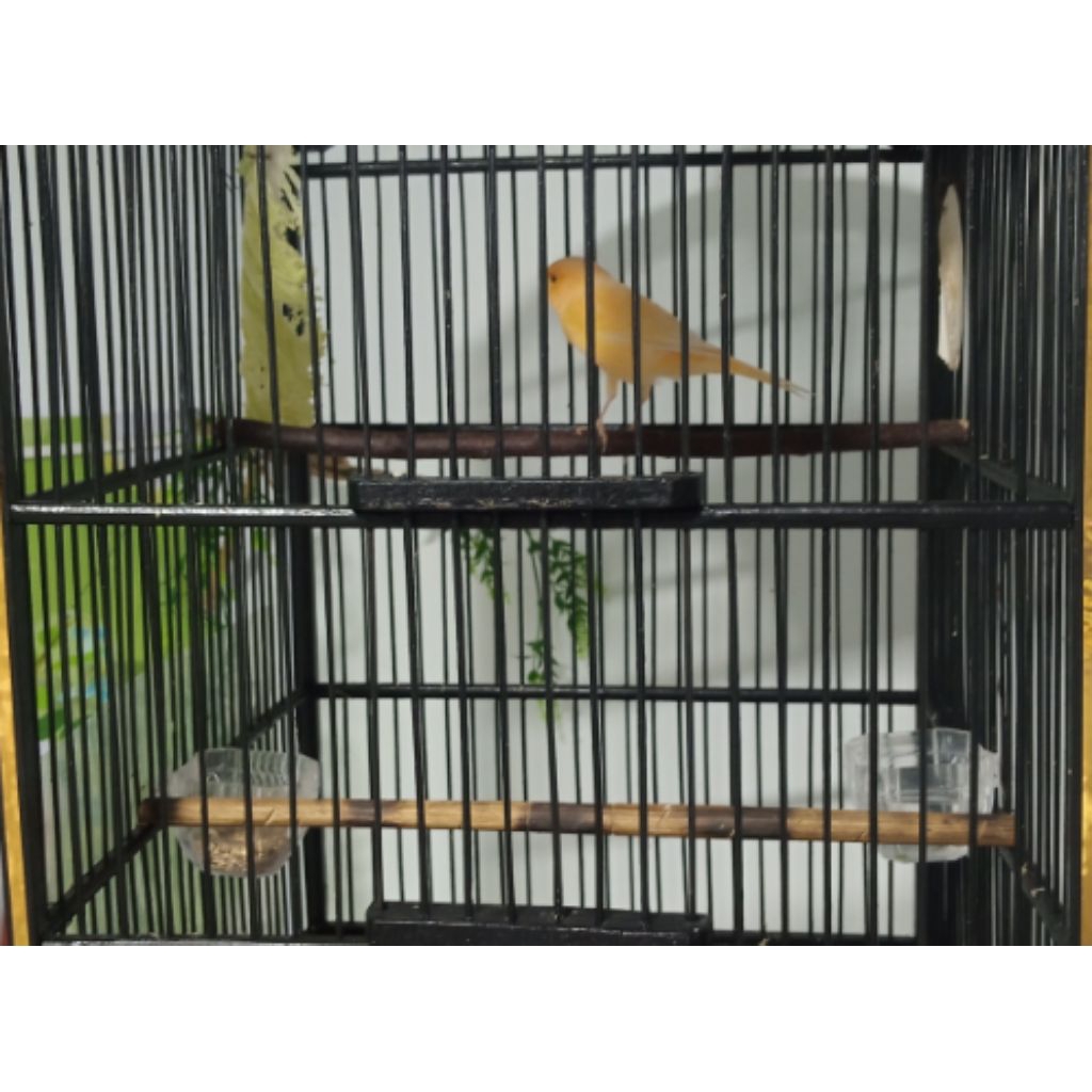 KENARI GACOR #1 seri AF Warna Cerah Kuning