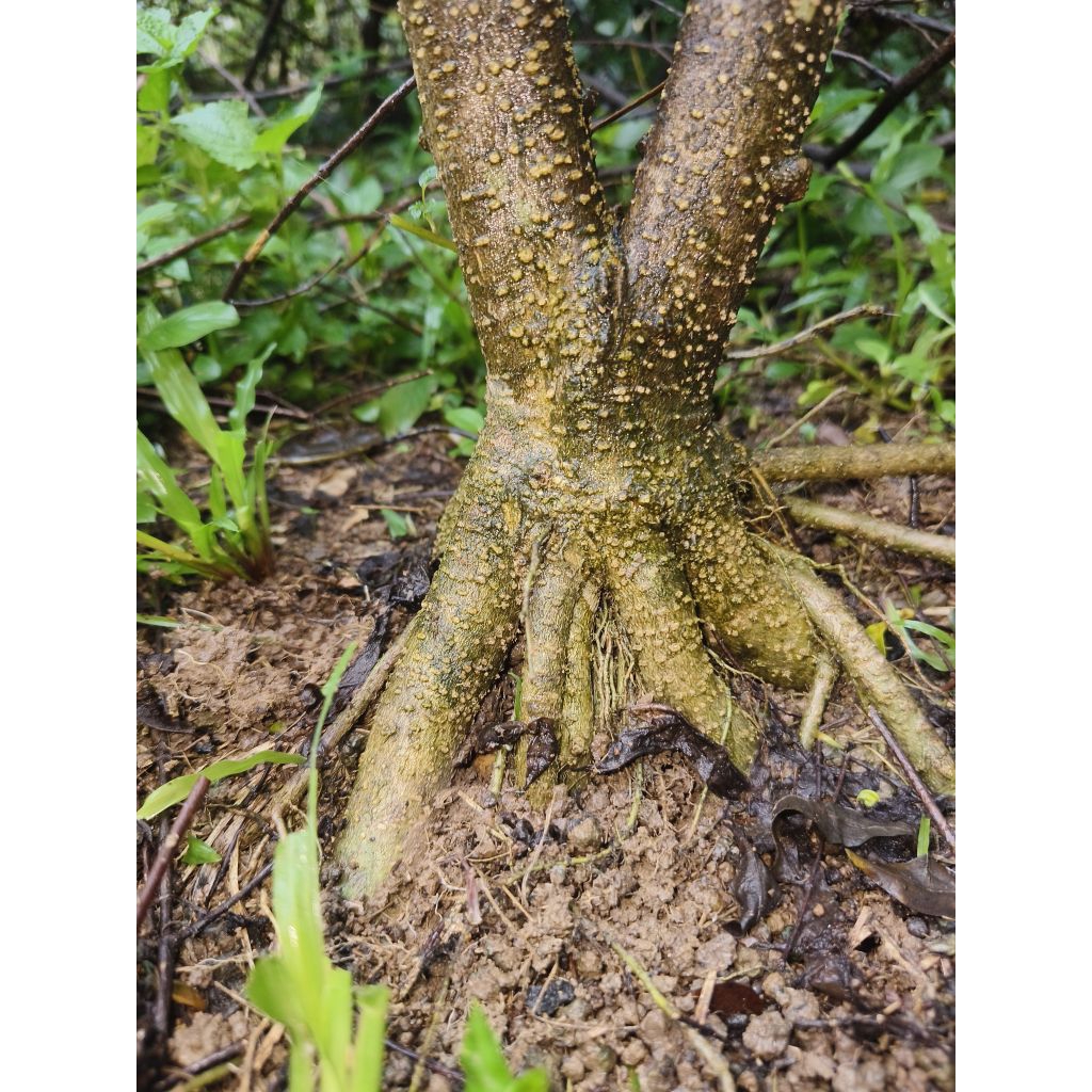 Bonsai Anting putri prokar