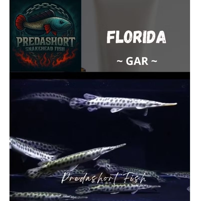 Terlaris Florida Gar berkualitas bergaransi