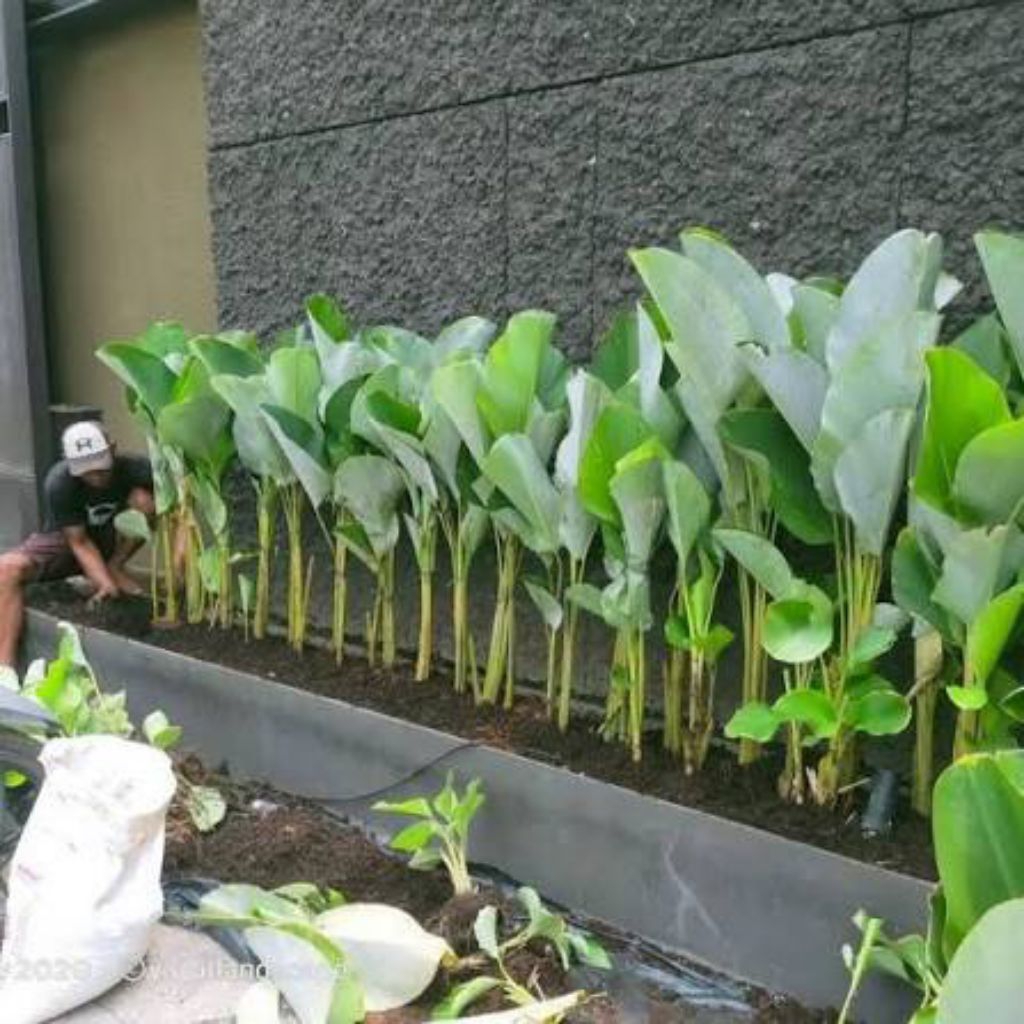 Pohon Calatea bedak//Tanaman Hias depan rumah// Pisang Calatea