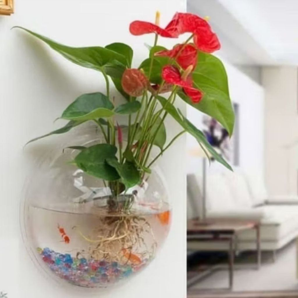 Tanaman media Air Anthurium mikey mouse- tanaman yang bisa hidup di media air