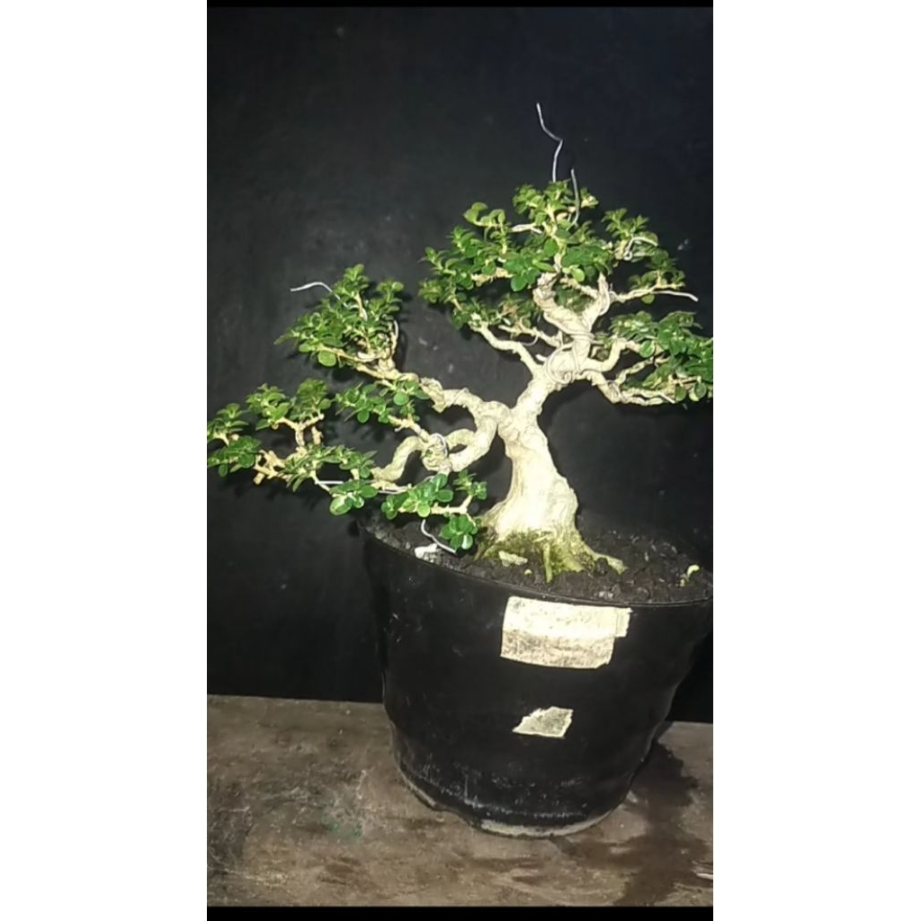 bonsai sancang mini