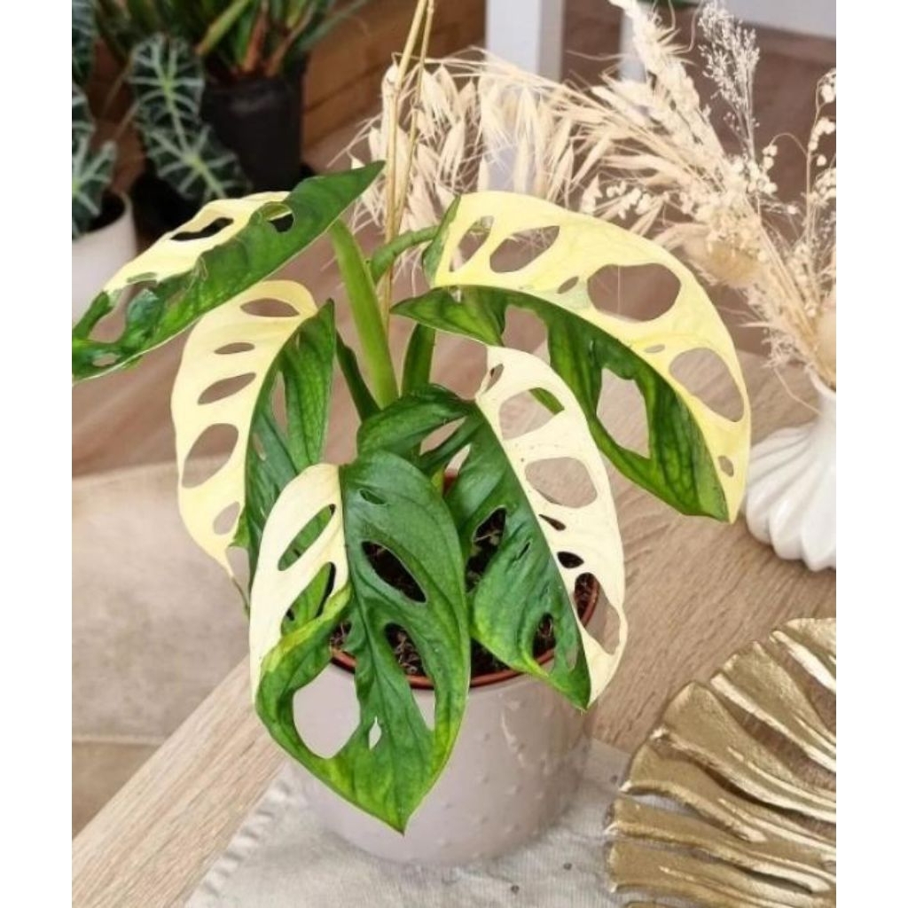 Tanaman Hias JANBOL VARIEGATA JEPANG/MONESTRA ADANSONI JAPAN