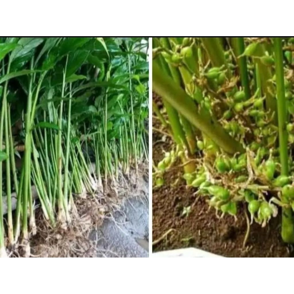 Bibit Kapulaga Hijau India Asli Bibit Rempah Kapol/Kapulogo