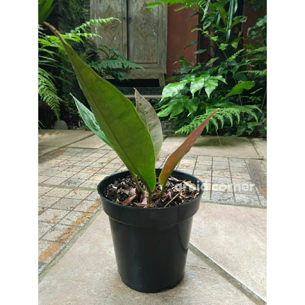 Anthurium Superbum Neo Anturium Superboom Real Picture