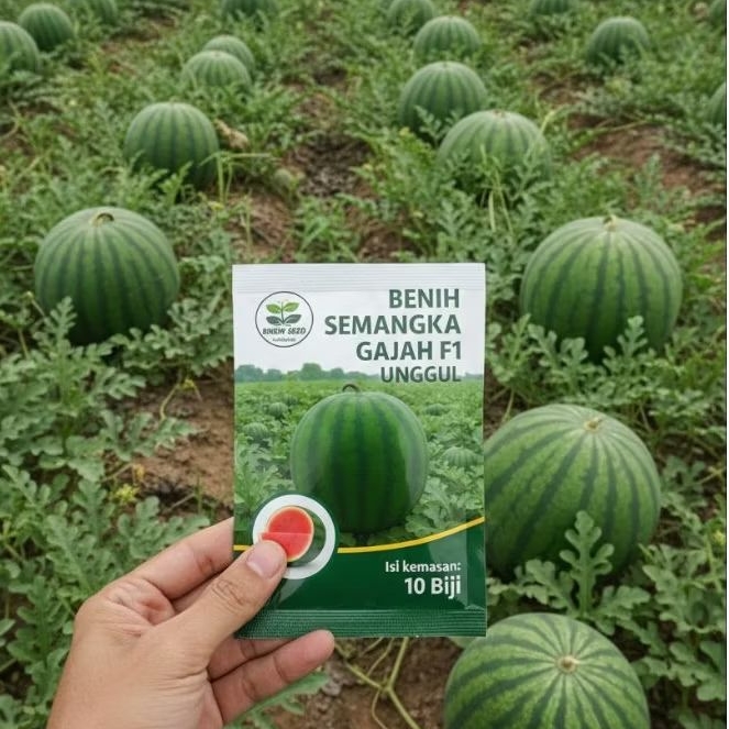 benih semangka gajah jumbo