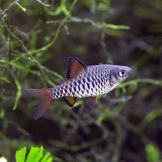 ikan hias Checker Barb &odessa INSTANT ONLY